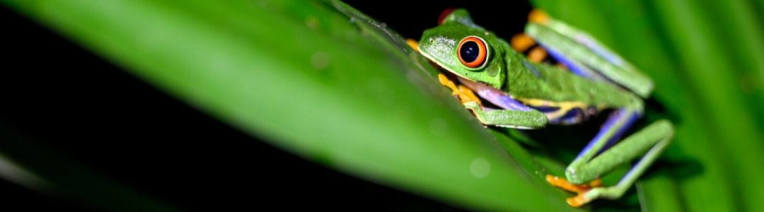 Twilight Tour in Arenal